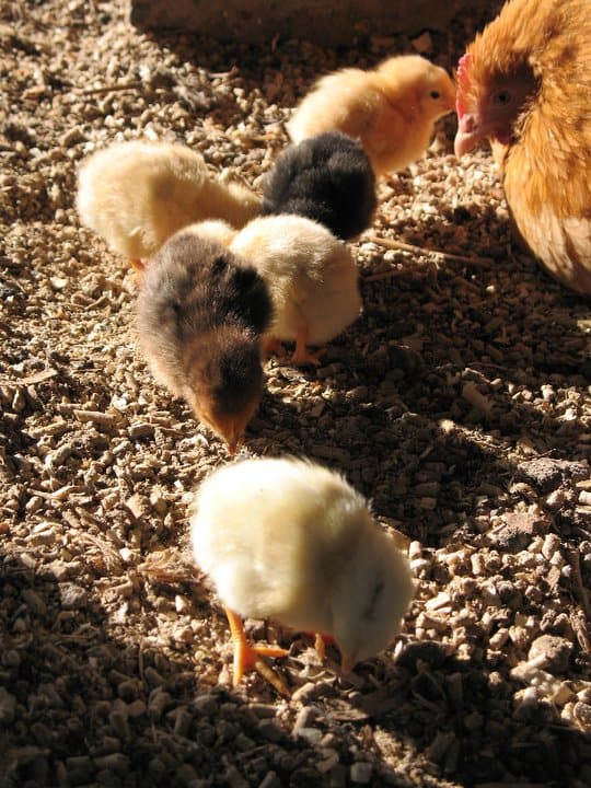 Wondering how to introduce chicks to a broody hen? While it's not fool-proof, there are some steps you can take to help make it work. And when it works, it's like magic. And so fun to participate in. Everyone should try it at least once. 