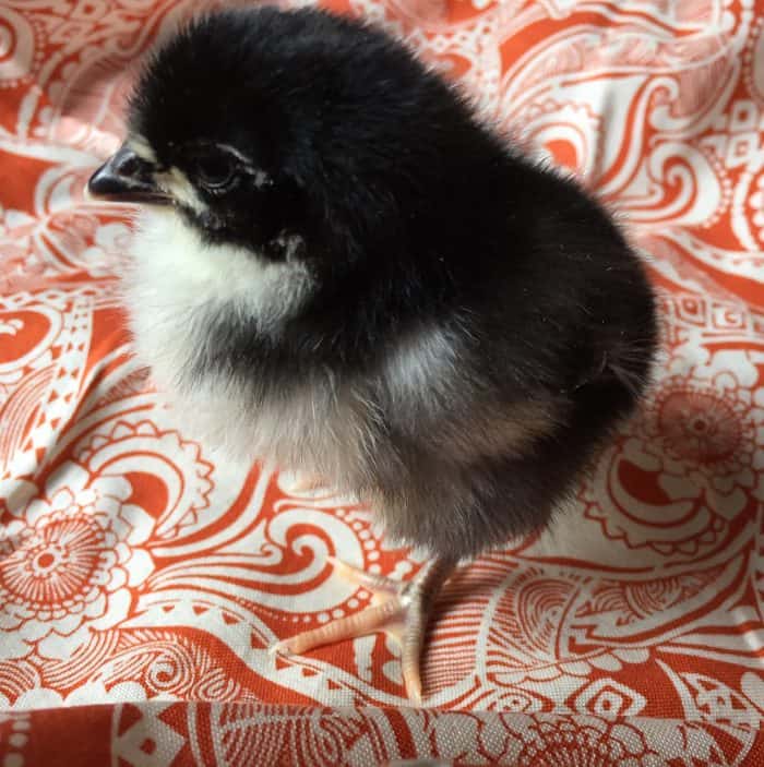 Introduce Chicks to a Broody Hen If you've ever had a broody hen before, you might have thought a