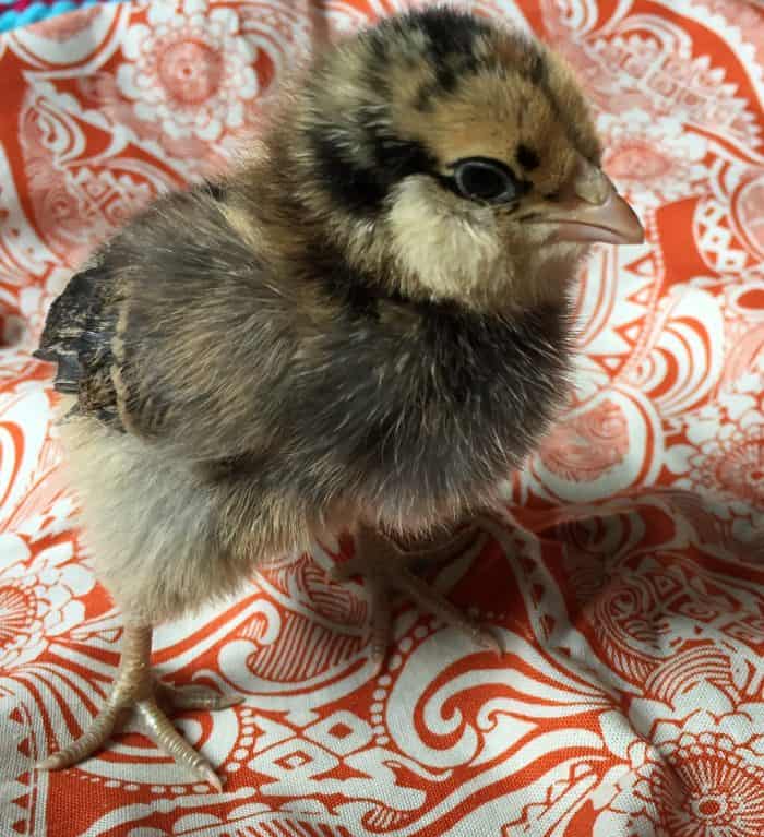 Introduce Chicks to a Broody Hen If you've ever had a broody hen before, you might have thought a