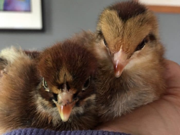 Introduce Chicks to a Broody Hen If you've ever had a broody hen before, you might have thought a