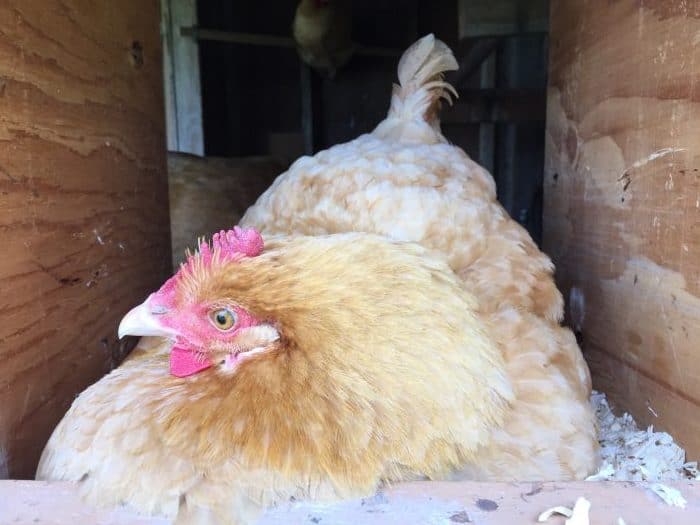 Wondering how to introduce chicks to a broody hen? While it's not fool-proof, there are some steps you can take to help make it work. And when it works, it's like magic. And so fun to participate in. Everyone should try it at least once. 