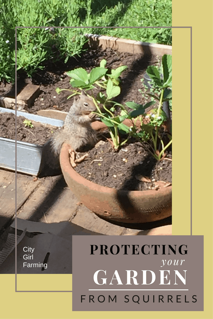 How To Protect Your Garden From Squirrels: Effective Tips