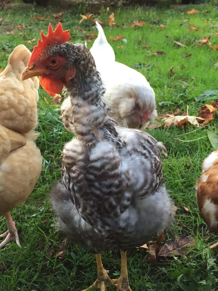 Your chickens body language can tell you lots of things if you know what you're looking for.