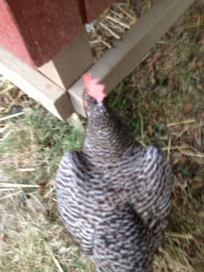 How do you catch a rooster? : r/chickens