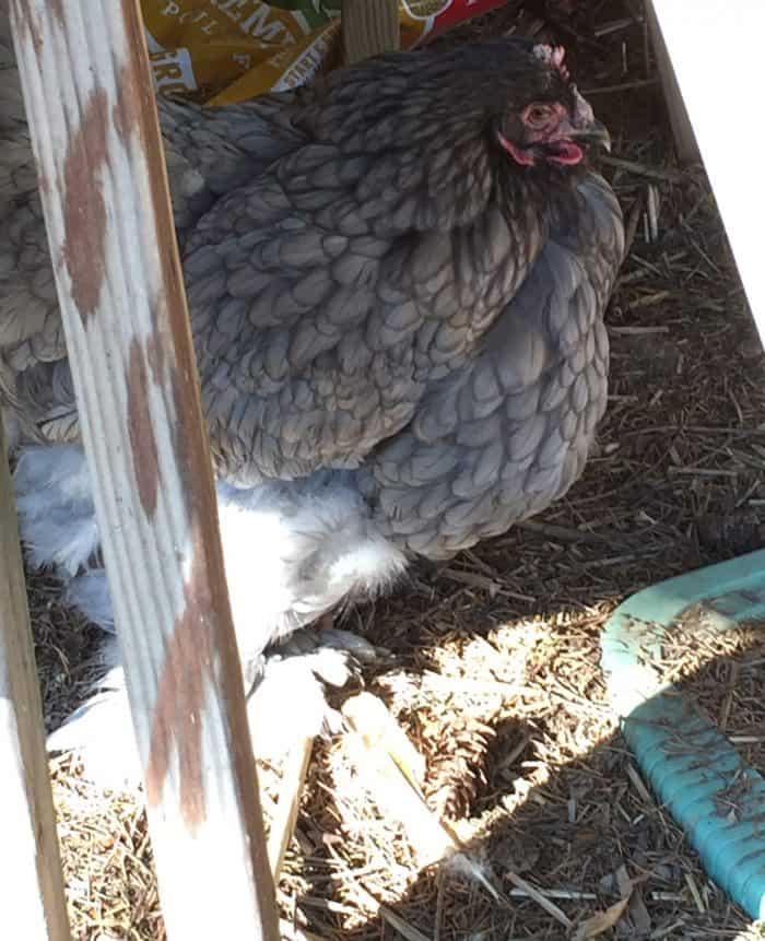 What are a chicken's hackles? - My Pet Chicken