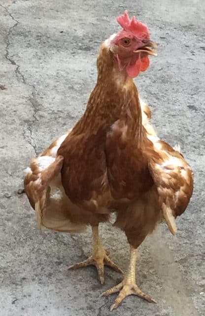 Your chickens body language can tell you lots of things if you know what you're looking for.