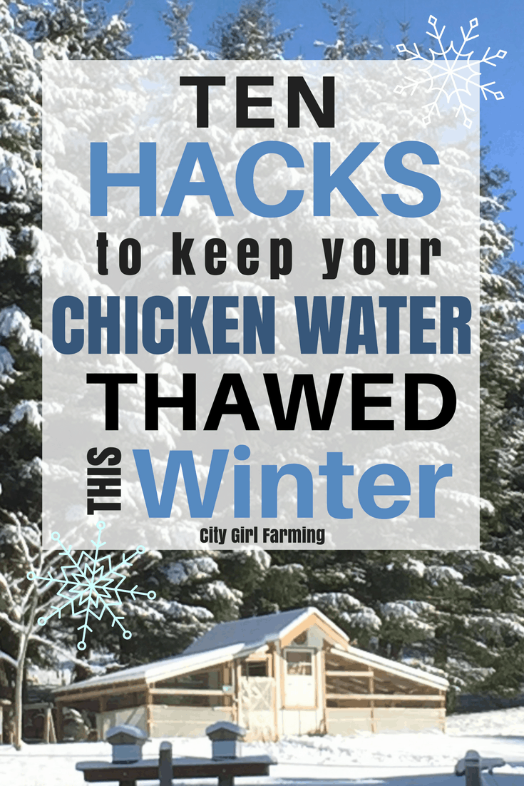 Here's 10 different ideas to help keep your chicken water thawed this winter--including ideas that don't require electricity