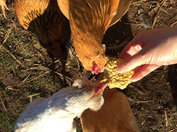 Make your own suet cakes for your chickens (and wild birds) this winter. It will help keep them healthy and warm and even help boost their egg production! They're easy to make and don't require any special ingredients!