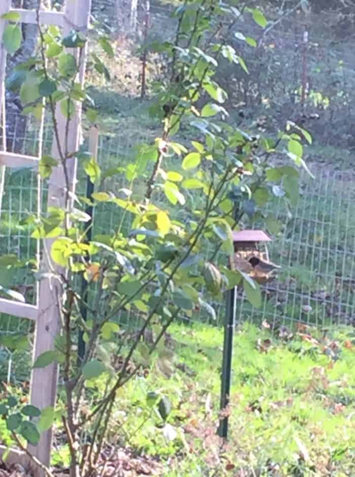 Make your own suet cakes for your chickens (and wild birds) this winter. It will help keep them healthy and warm and even help boost their egg production! They're easy to make and don't require any special ingredients!