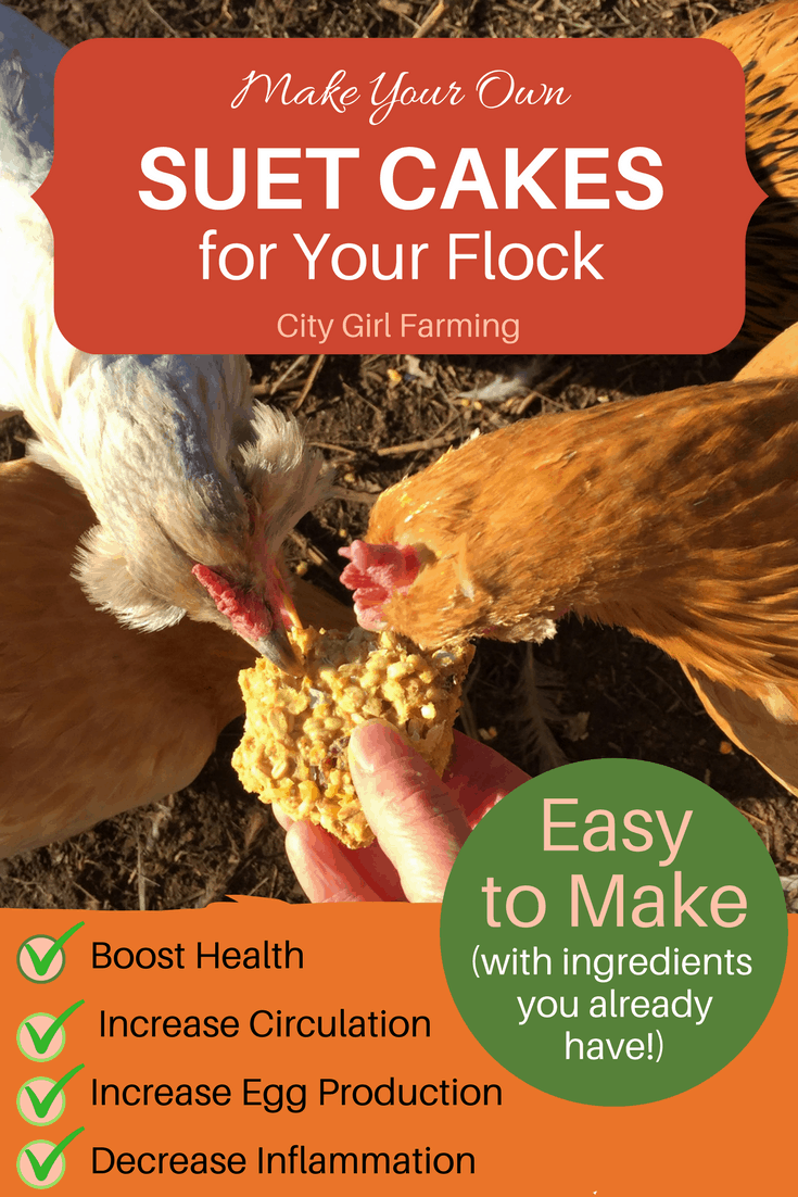 Make your own suet cakes for your chickens (and wild birds) this winter. It will help keep them healthy and warm and even help boost their egg production! They're easy to make and don't require any special ingredients!