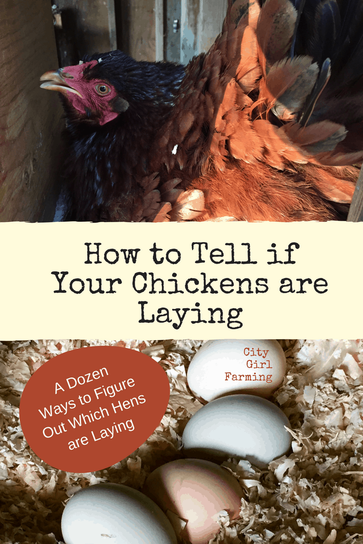 If you've got young or old chickens, you maybe be wondering how to tell if you're chickens are laying. Here are over a dozen clues to help you figure out the mystery of egg laying!