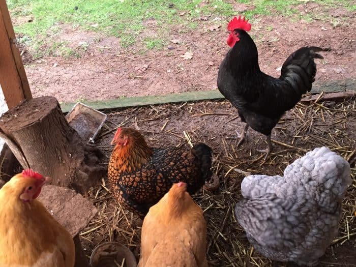 If you've got young or old chickens, you maybe be wondering how to tell if you're chickens are laying. Here are over a dozen clues to help you figure out the mystery of egg laying!