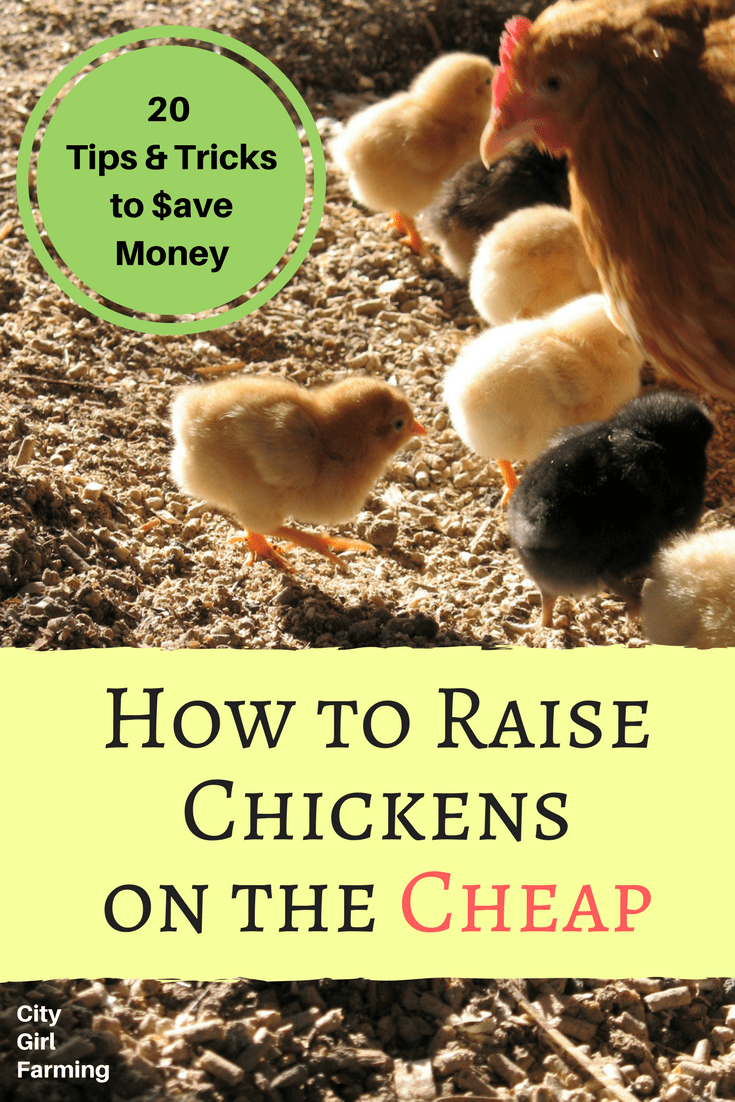 Those backyard eggs don't have to cost you an arm and leg! Here's 20 tips and ideas to save you money on your chicken costs.