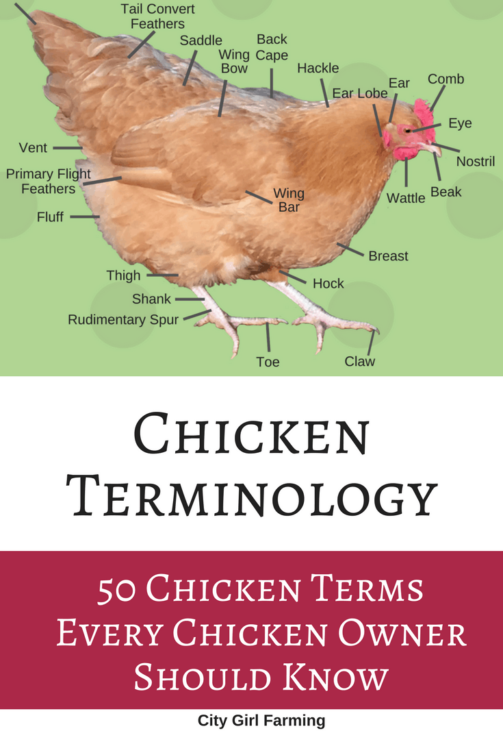 Chicken terminology. Learn 50 common terms used with chickens so you can sound like you know what you're talking about (and you will!)