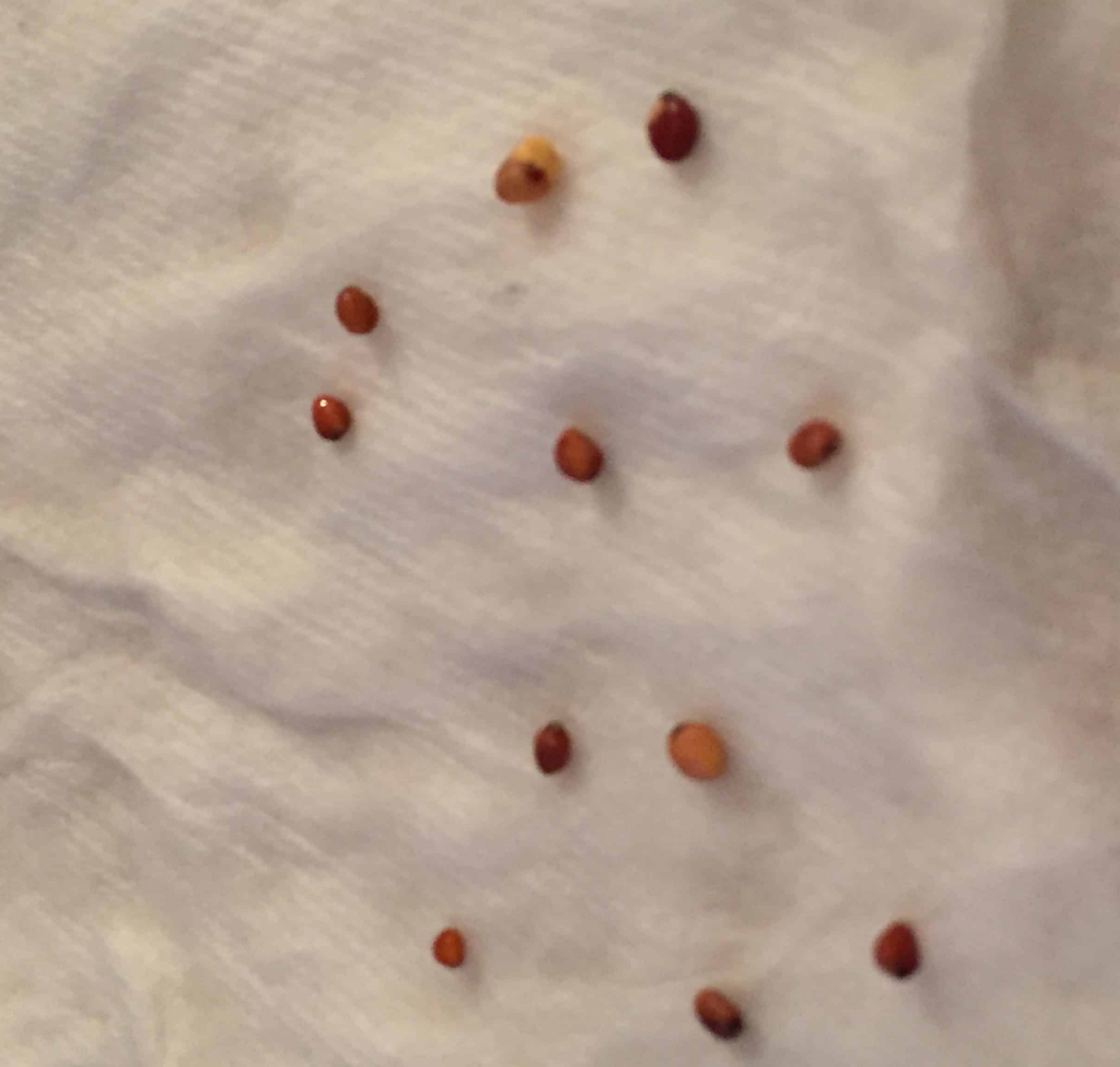 It's probably safe to say anyone who plants a garden of any kind has leftover seeds from year to year. It's a good idea to test old seeds for viability. While some seeds have been successfully planted that were hundreds of years old, some seeds might not be good for even one year. How do you know? Here's TWO ways to test old seeds for viability and figure out what seeds are good BEFORE you plant them and all get disappointed by the number of plants that don't sprout.