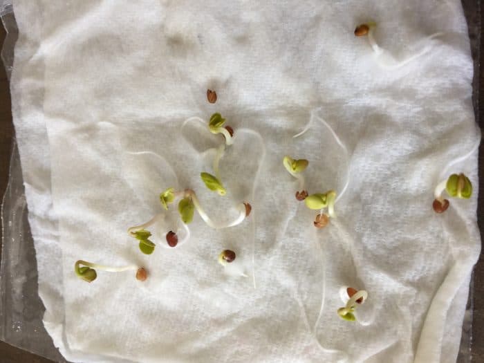 It's probably safe to say anyone who plants a garden of any kind has leftover seeds from year to year. It's a good idea to test old seeds for viability. While some seeds have been successfully planted that were hundreds of years old, some seeds might not be good for even one year. How do you know? Here's TWO ways to test old seeds for viability and figure out what seeds are good BEFORE you plant them and all get disappointed by the number of plants that don't sprout.