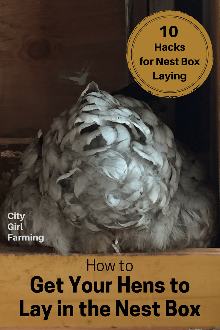 You're not alone if you have problems figuring out how to get your hens to use the nest box. Sometimes those girls just have a mind of their own (especially if they free range and can lay eggs anywhere). The good news is, there are ways to help ensure all those beautiful fresh eggs are laid in the right spot. Here are 10 tips to help you (and your hens) get those eggs into the nest box where they belong.