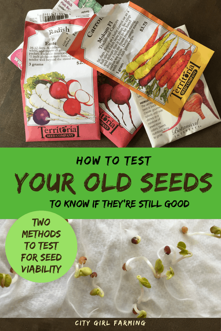 How to Test Old Seeds for Viability - CITY GIRL FARMING