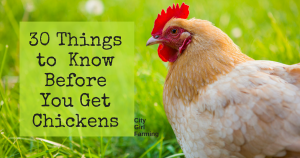 30 things you should know about getting chickens....know what you're getting into before you make the commitment of raising chickens.