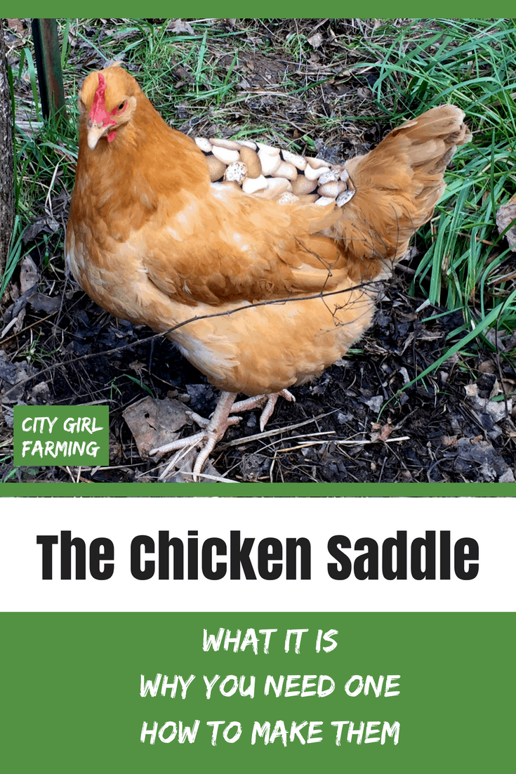 A chicken saddle is a good thing to keep on hand if you have a flock of chickens. They're handy to have around for more than one chicken problem. They’re also easy to make (or inexpensive to buy) and could possibly even save the life of one of your hens.