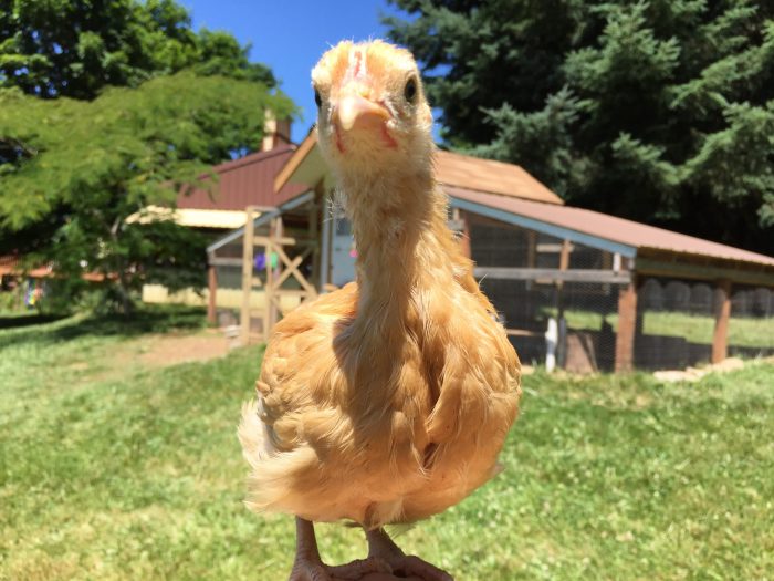 30 things to know before you get chickens...a helpful list of common chicken-raising issues, problems and oddities that will help you be an informed chicken owner before those things come up and leave you wondering what to do...