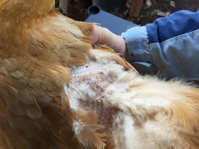 A chicken saddle is a good thing to keep on hand if you have a flock of chickens. They're handy to have around for more than one chicken problem. They’re also easy to make (or inexpensive to buy) and could possibly even save the life of one of your hens.