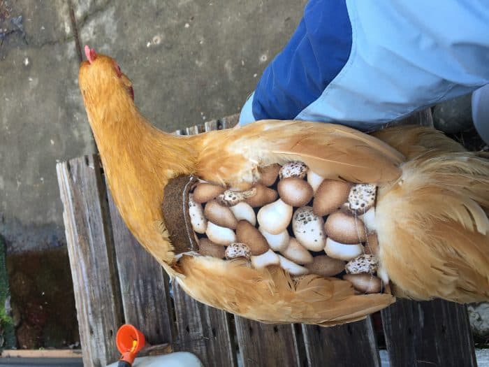 A chicken saddle is a good thing to keep on hand if you have a flock of chickens. They're handy to have around for more than one chicken problem. They’re also easy to make (or inexpensive to buy) and could possibly even save the life of one of your hens.