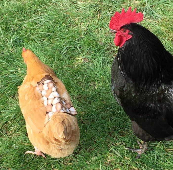 A chicken saddle is a good thing to keep on hand if you have a flock of chickens. They're handy to have around for more than one chicken problem. They’re also easy to make (or inexpensive to buy) and could possibly even save the life of one of your hens.