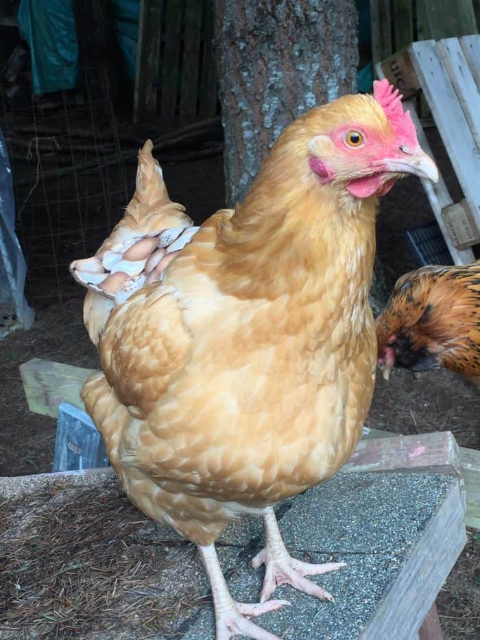 A chicken saddle is a good thing to keep on hand if you have a flock of chickens. They're handy to have around for more than one chicken problem. They’re also easy to make (or inexpensive to buy) and could possibly even save the life of one of your hens.