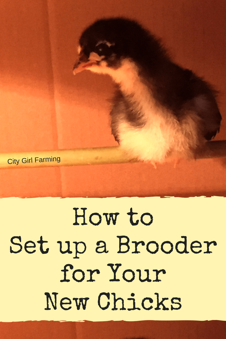 The preparation of a brooder is the first thing that needs to happen before you bring your new baby chicks home. While there are many ways you can set up a brooder, there are some basic things you need to make sure you include. Here's a step by step process to getting all your bases covered before you bring those cute babies home.