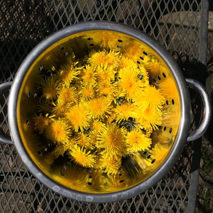 Have you ever made dandelion cookies? If not, it's time! For one, they're tasty! They're also easy to make and have some great health benefits to boot. If you're new to cooking with dandelions, it's great fun to forage for those lovely yellow gems and then turn them in to delicious food. These dandelion cookies will be loved by everyone. Ready to try them?