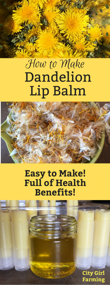 Dandelion season is short and yet there are so many good things to make with dandelions--dandelion lip balm is one of them. This recipe is both easy and fun to make and the results work and taste great!