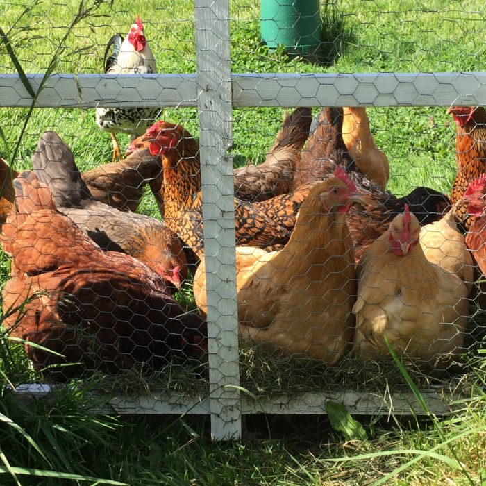 The truth about how to garden with chickens is that it's a bit tricky. While chickens in the garden offer some benefits, there's also some not so great things about it too. Here we'll uncover the  best practices to get the most out of gardening with your chickens to make it a win for everyone.