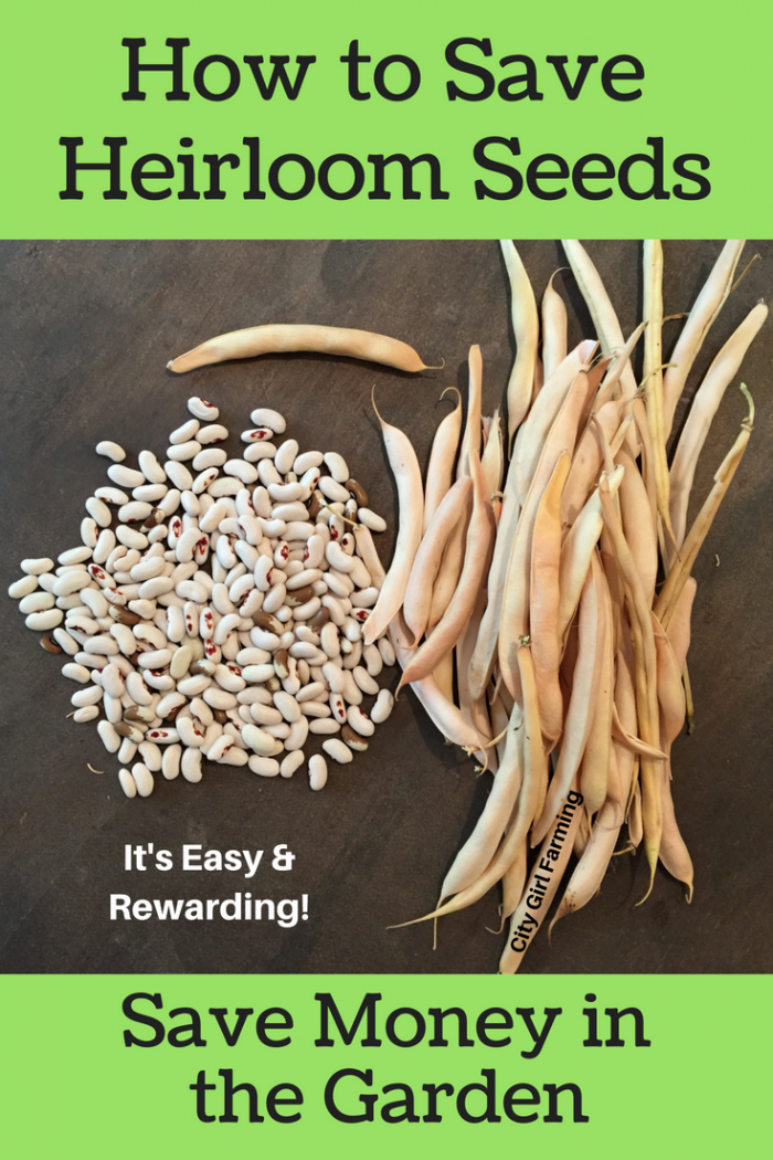 Why You Should Be Saving Your Heirloom Seeds - CITY GIRL FARMING