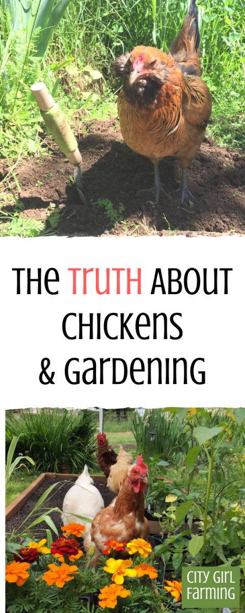 The truth about how to garden with chickens is that it's a bit tricky. While chickens in the garden offer some benefits, there's also some not so great things about it too. Here we'll uncover the  best practices to get the most out of gardening with your chickens to make it a win for everyone.