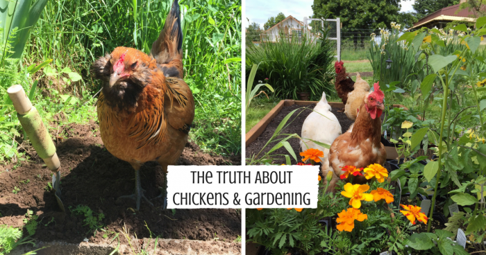 The truth about how to garden with chickens is that it's a bit tricky. While chickens in the garden offer some benefits, there's also some not so great things about it too. Here we'll uncover the  best practices to get the most out of gardening with your chickens to make it a win for everyone.