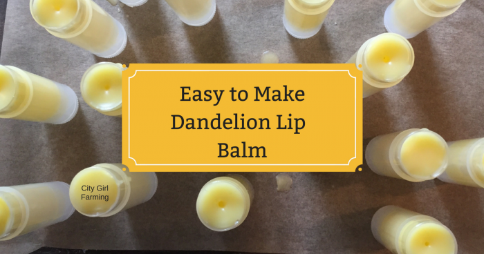 Dandelion season is short and yet there are so many good things to make with dandelions--dandelion lip balm is one of them. This recipe is both easy and fun to make and the results work and taste great!