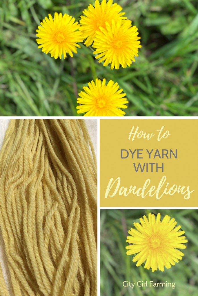 Learn how to dye yarn with dandelions in 4 simple steps and just 3 ingredients.