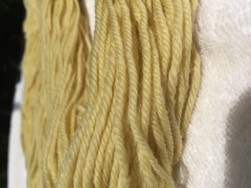 dandelion dyed wool yarn