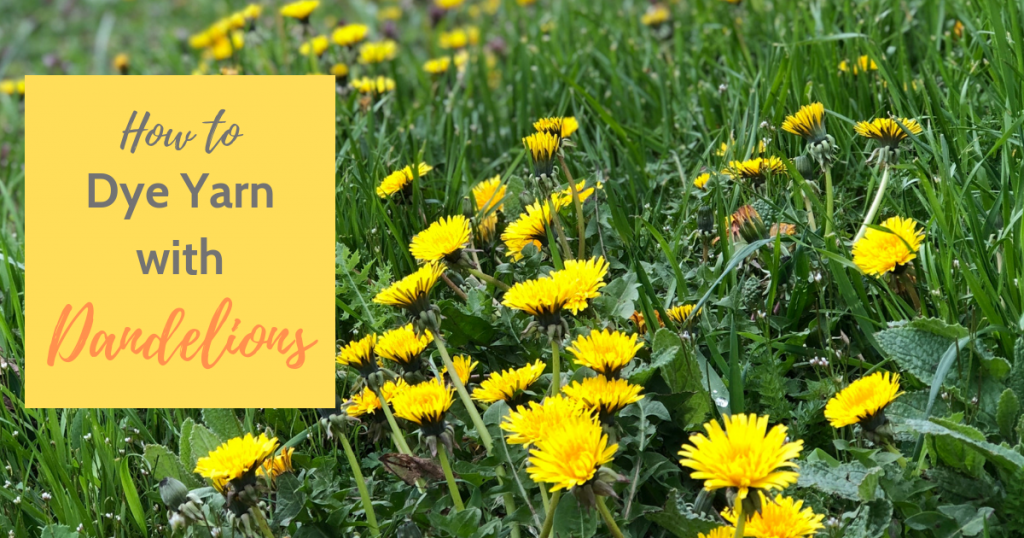 Learn how to dye yarn with dandelions in 4 simple steps and just 3 ingredients.