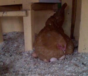 If you've got young or old chickens, you maybe be wondering how to tell if you're chickens are laying. Here are over a dozen clues to help you figure out the mystery of egg laying!