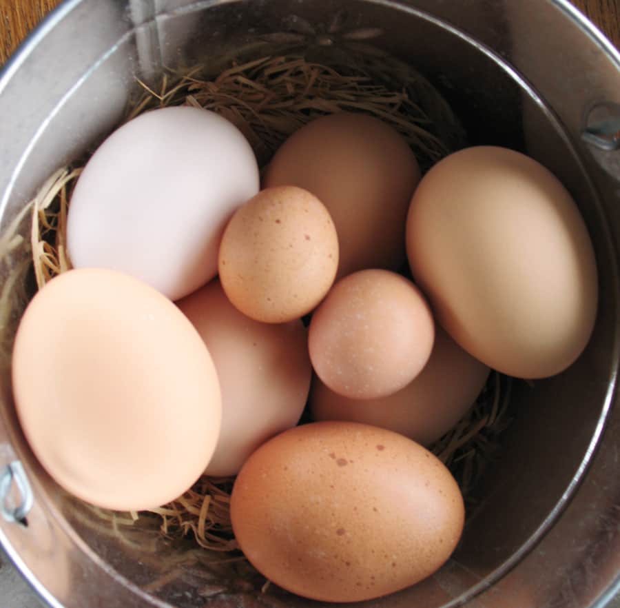 Куриное яйцо собаке. Types of Eggs. Small Egg. Speckled Eggs. A Black Hen lays a White Egg.