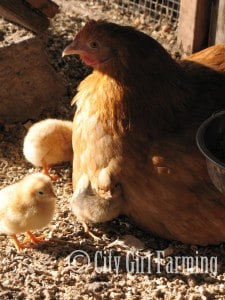Take the mystery out of feeding your chickens. Know what to feed them when, no matter how old they are.