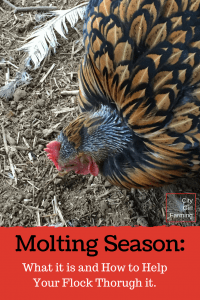 Molting is a normal part of the chicken life...but there are ways you can help your flock through it quicker!