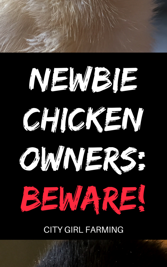 Newbie chicken owners, BEWARE! Raising chickens will be more than you bargained for. Be prepared for your life to go a little sideways...and to stay that way forever! It will change you in ways you couldn't possibly anticipate. (And all for the better).