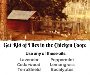 Get rid of flies in the chicken coop with essential oils.