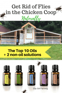 The top 10 essential oils for fly control in the chicken coop (plus two other natural fly solutions)