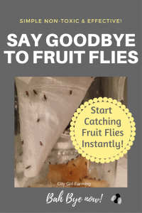 A quick, non-toxic solution to catching fruit flies that will have you leaping for joy!
