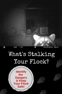 What's stalking your flock? Probably more than you realize! There are so many dangers lurking out there day and night from animals that would like to make a tasty meal out of your chickens. Here's some ways to identify the dangers and protect your flock.