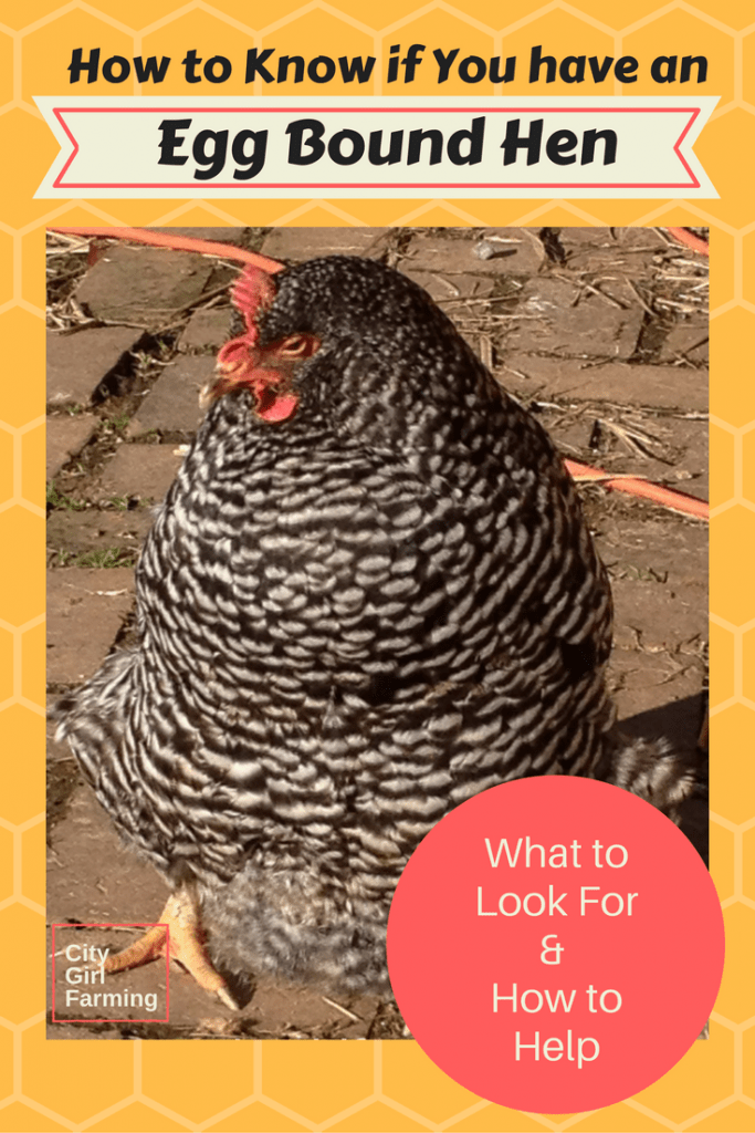 Egg Bound Chicken City Girl Farming Sustainable Living For Regular 